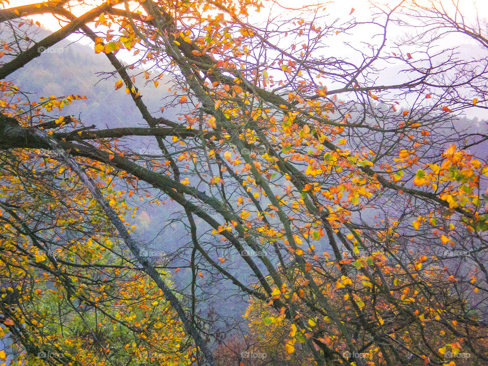 Herbst, dunkle Äste, buntes Laub, im Hintergrund Ein Berg im blauen Dunst.