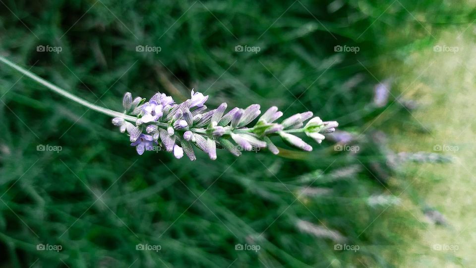 Lavandula angustifolia