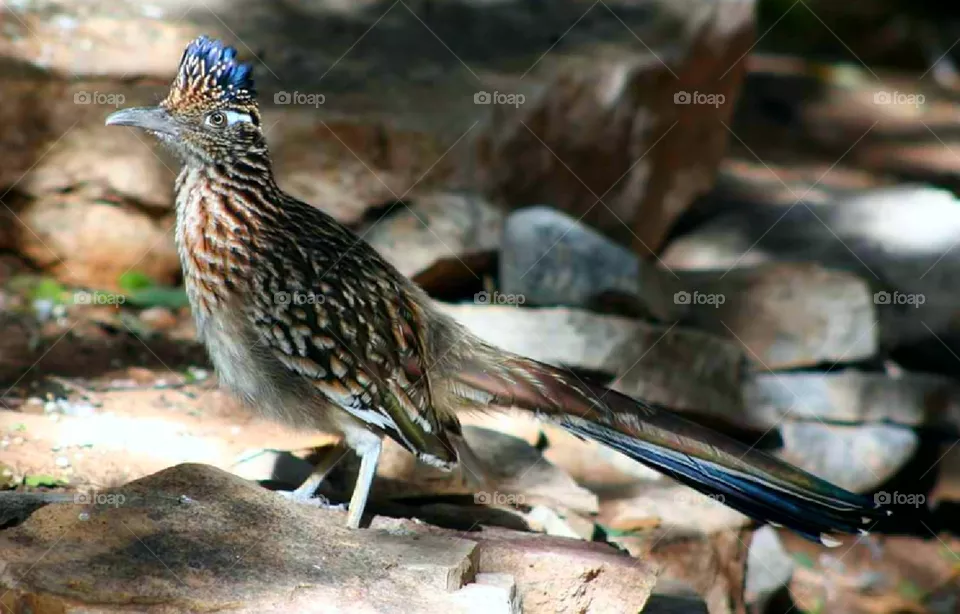 Roadrunner