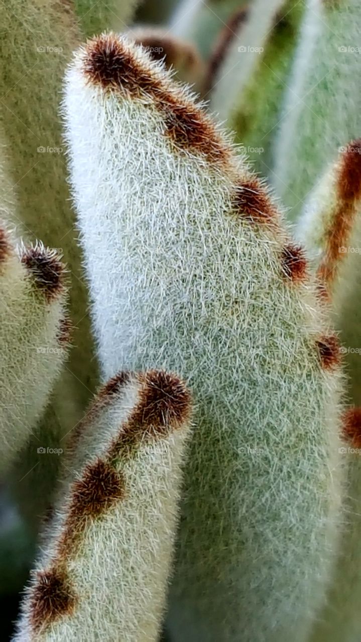 Furry cactus