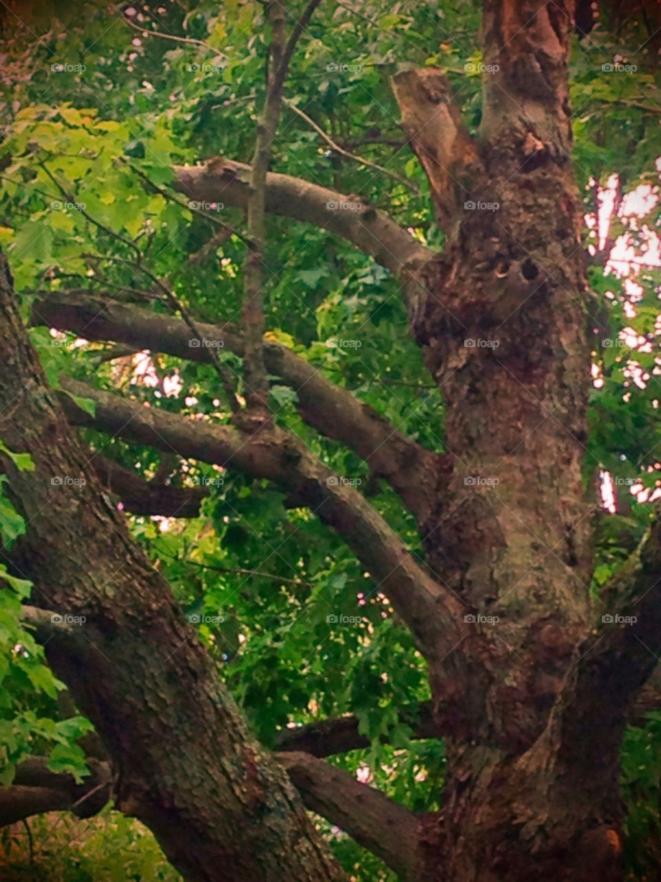 Spooky tree. A tree worn down by weather