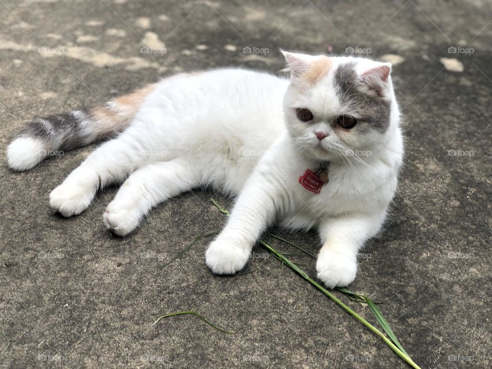 Cutie Scottish Cat 