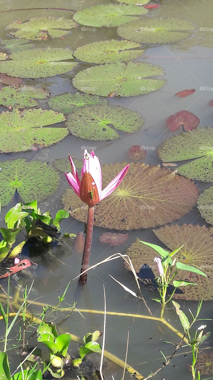 lotus in nature