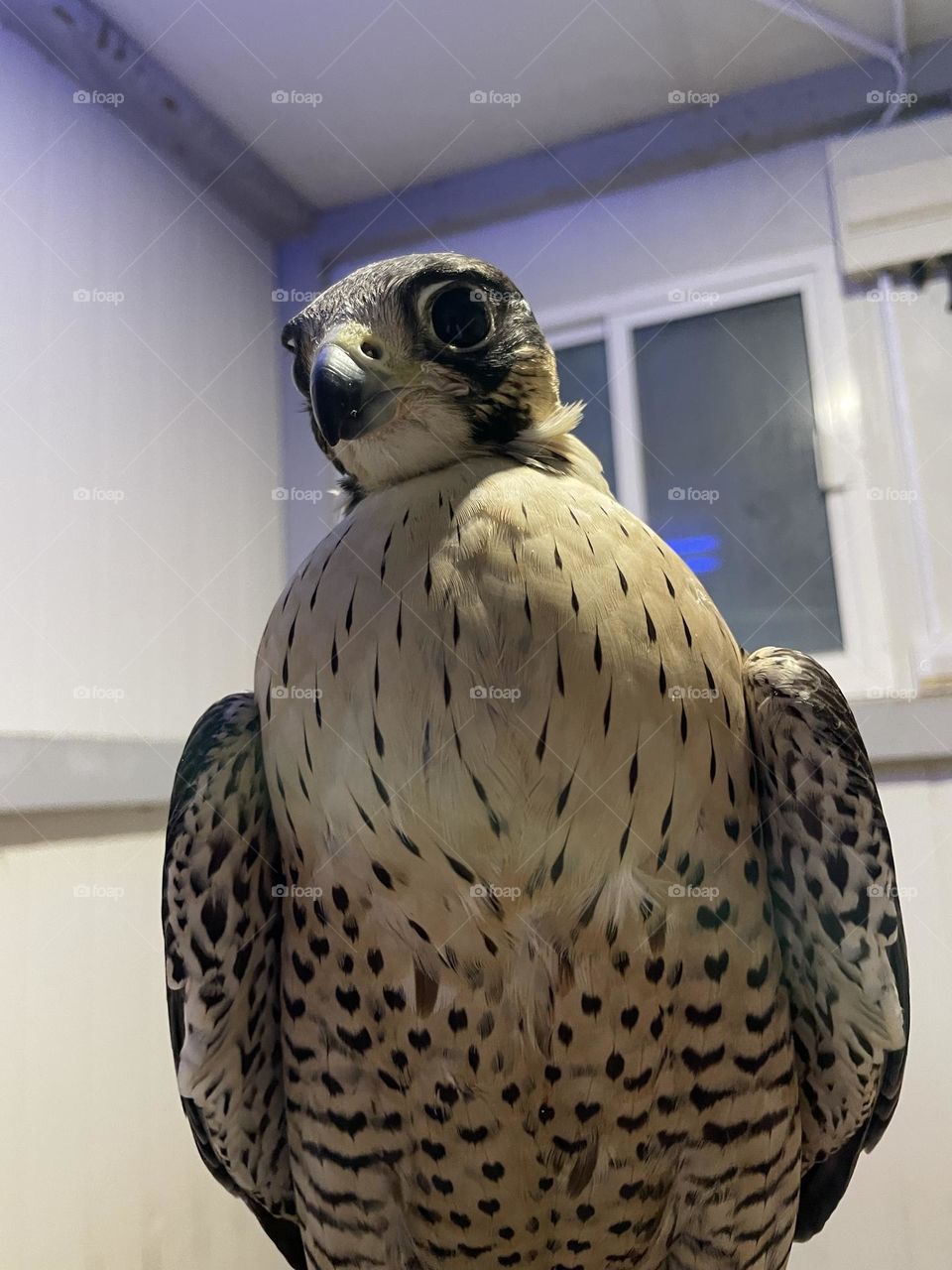 Bird falcon 