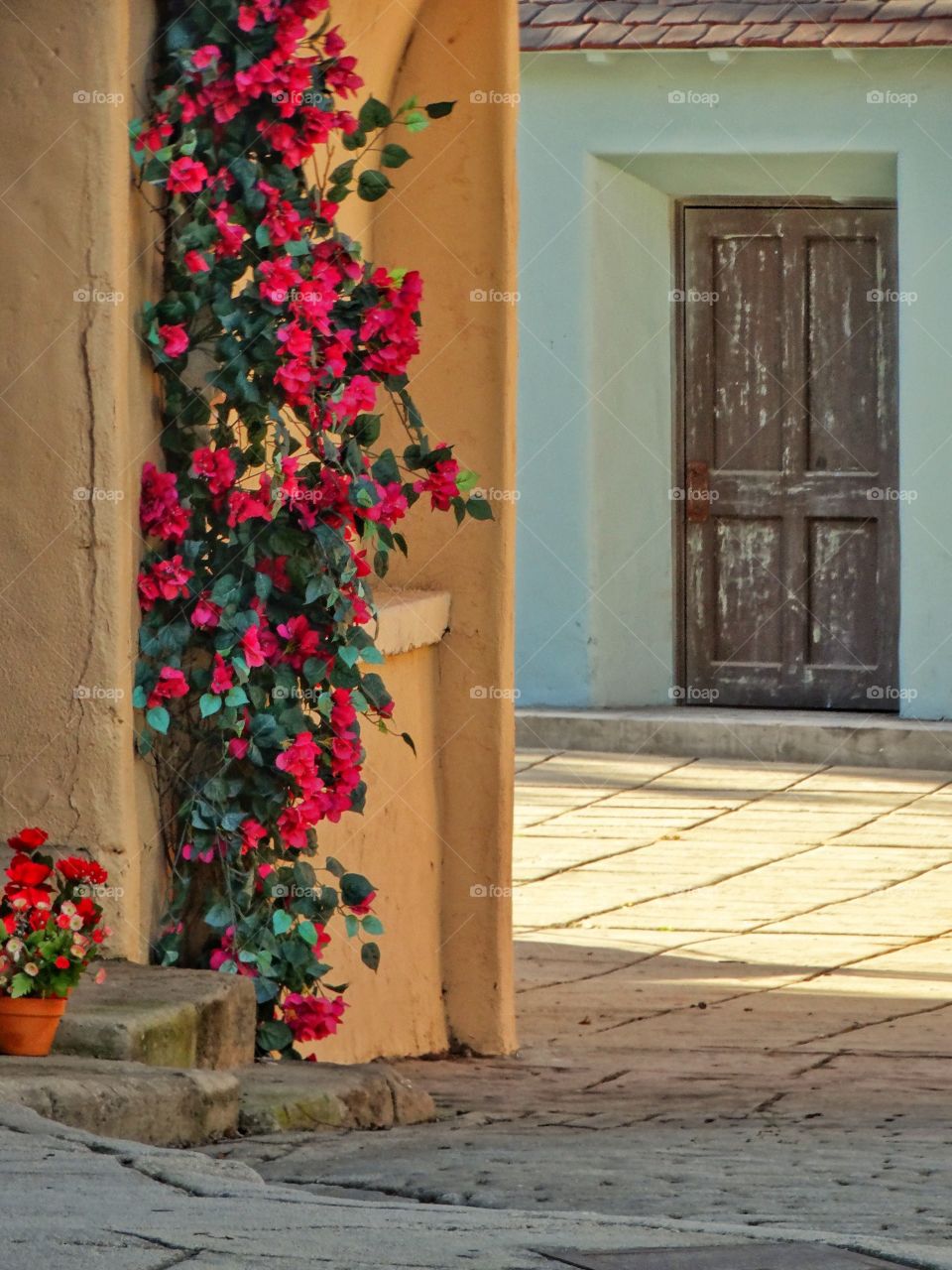 Flowering Bougainvillea Vines On A California Home