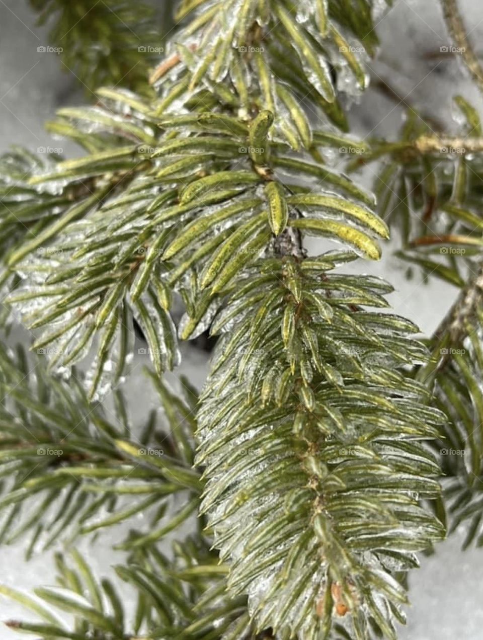 Ice covered pine tree branches 
