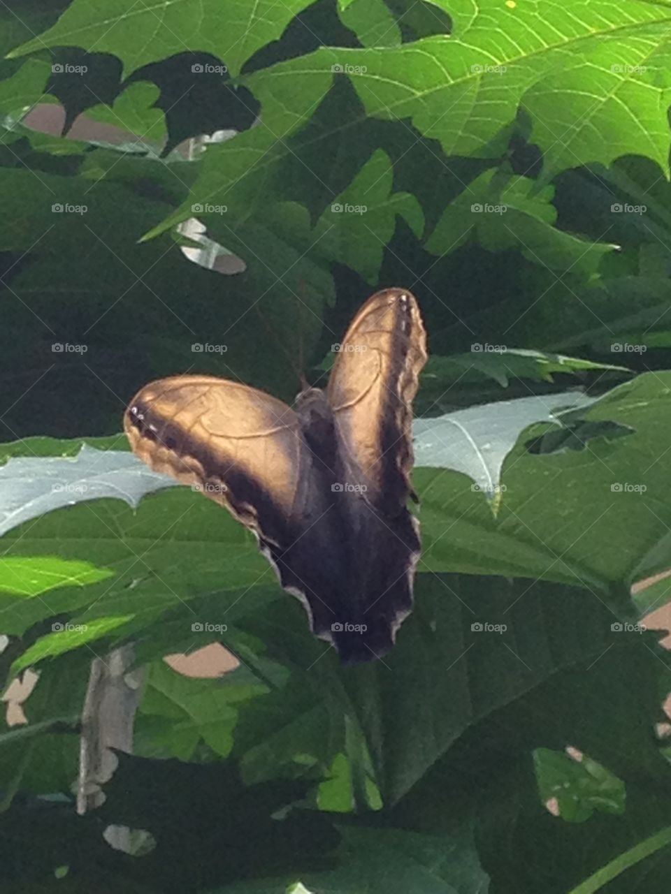 Beautiful butterfly . Butterfly On leaf 