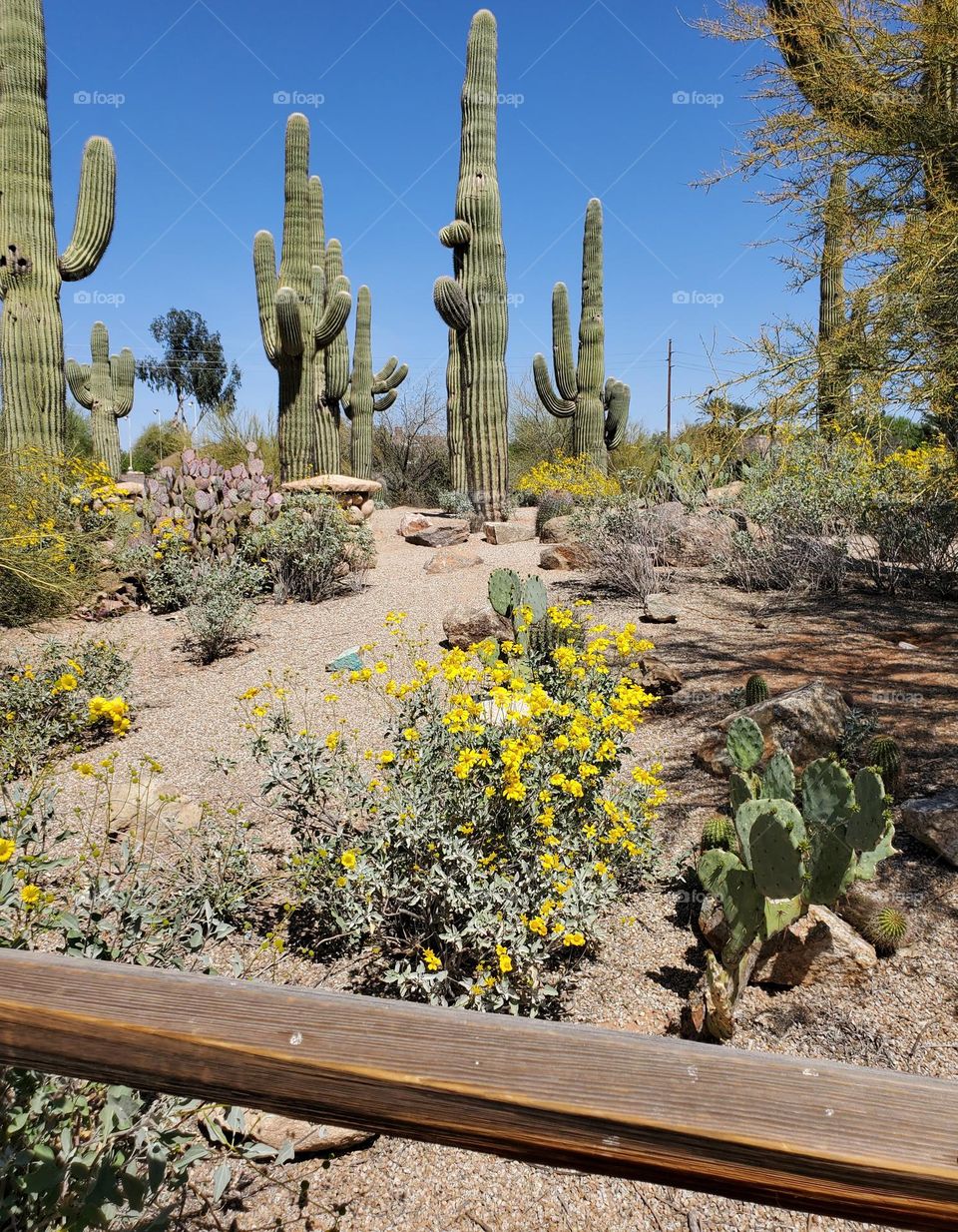 Beauty of the Arizona Desert
