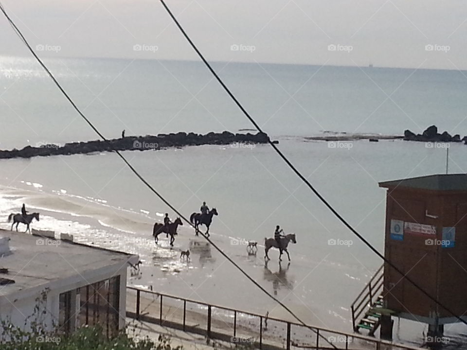 Horse. Beach