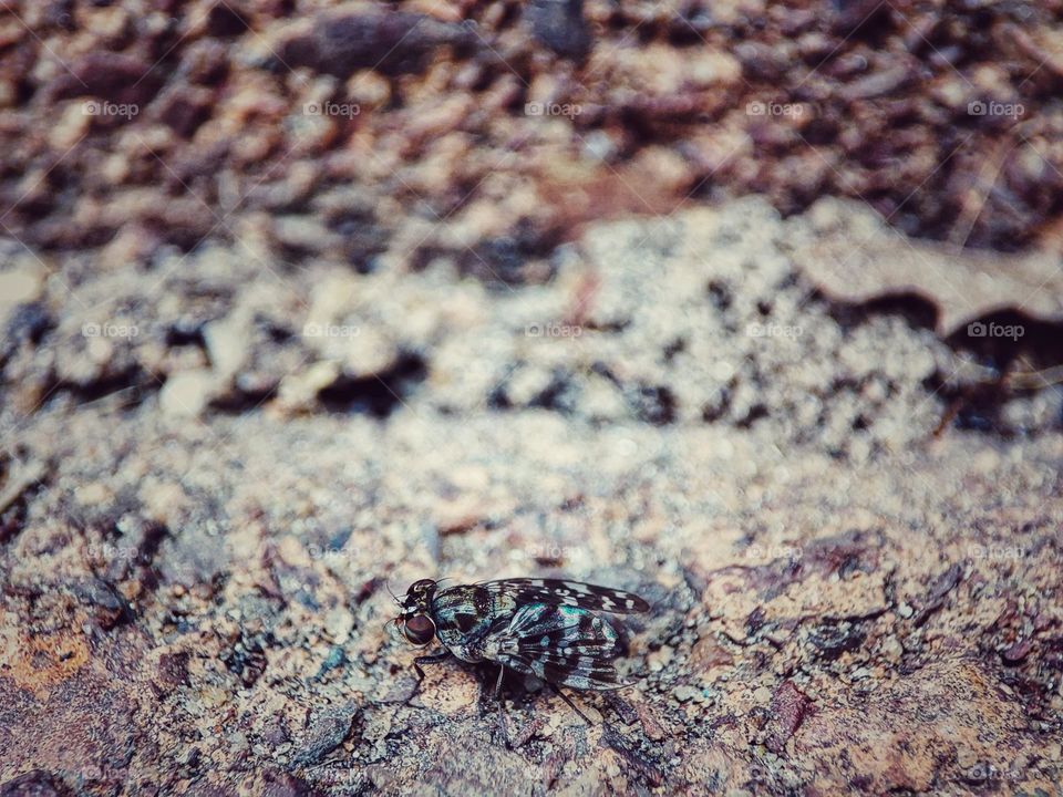 Tephritis vespertina