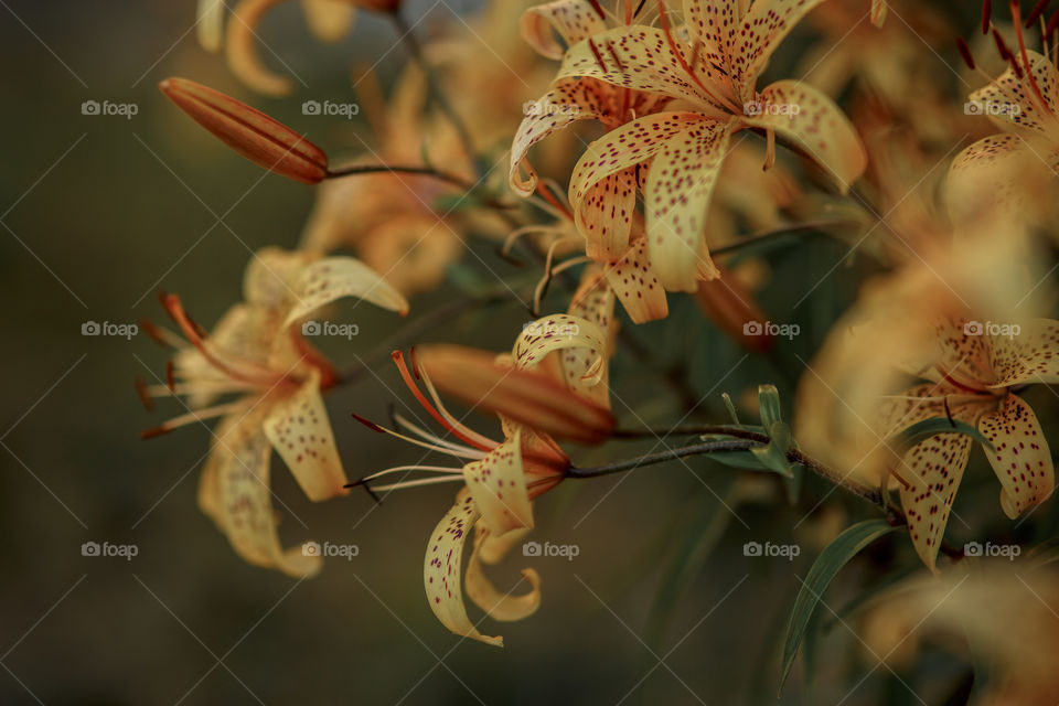 Yellow lilies at cloudy day