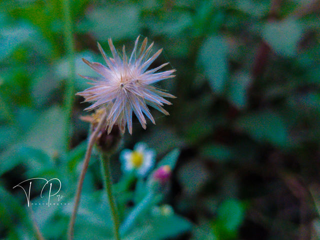 A dandelion I suppose, it remains beautiful