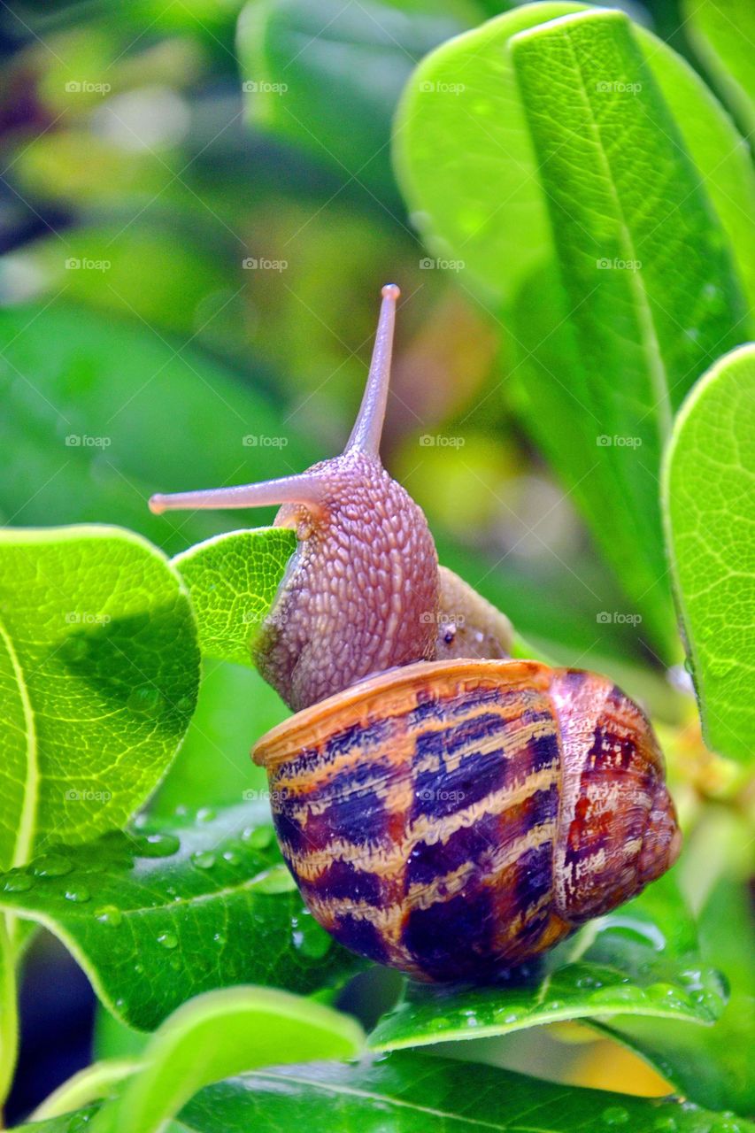 Close-up of snail