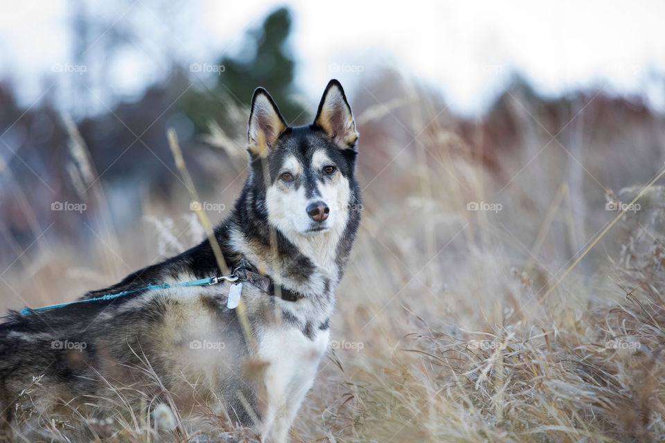 Husky dog 