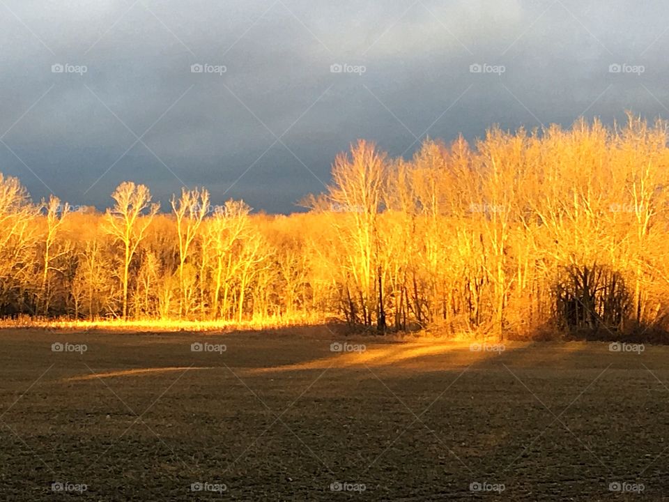 Sunset golden field