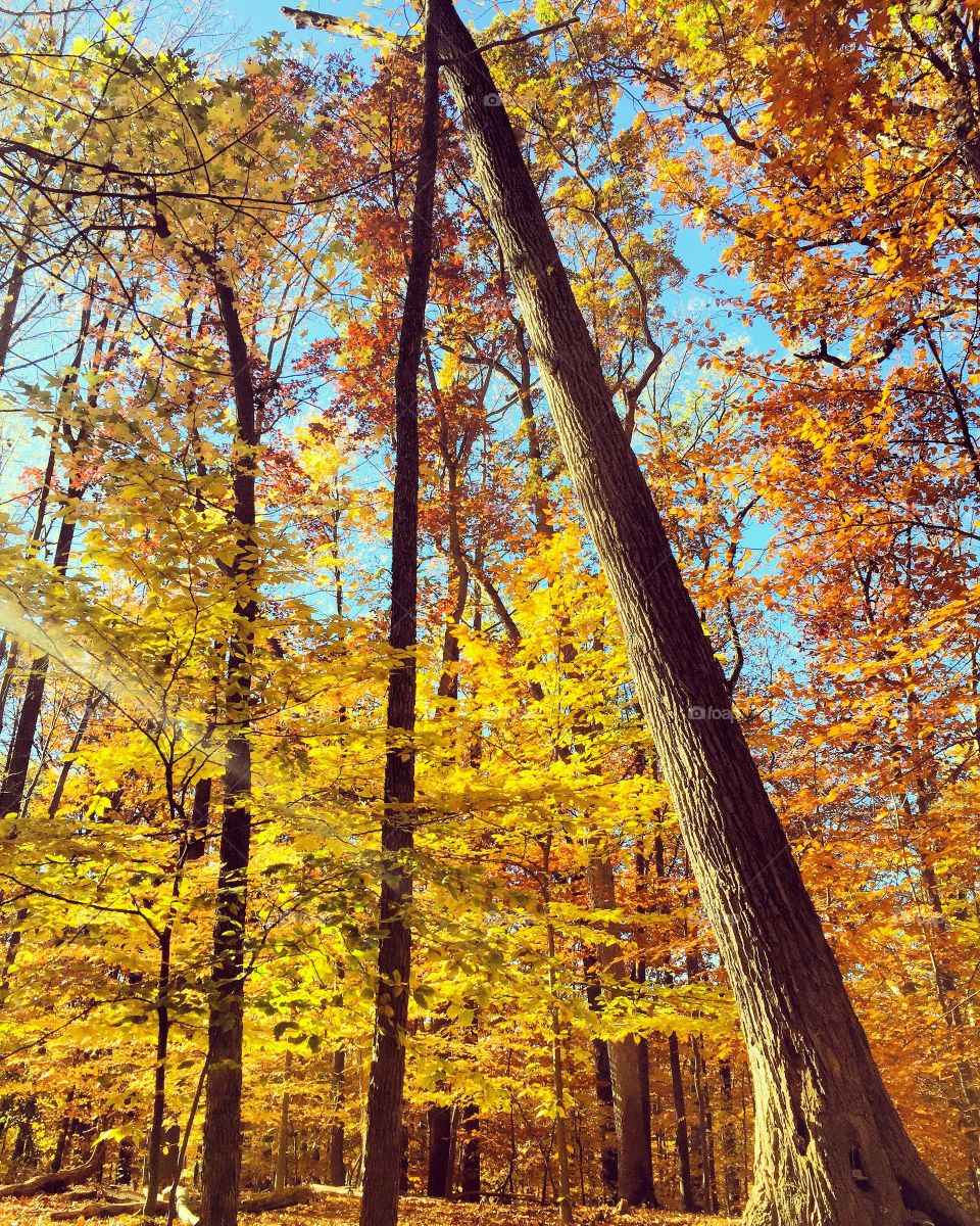 Low angle view of autumn trees