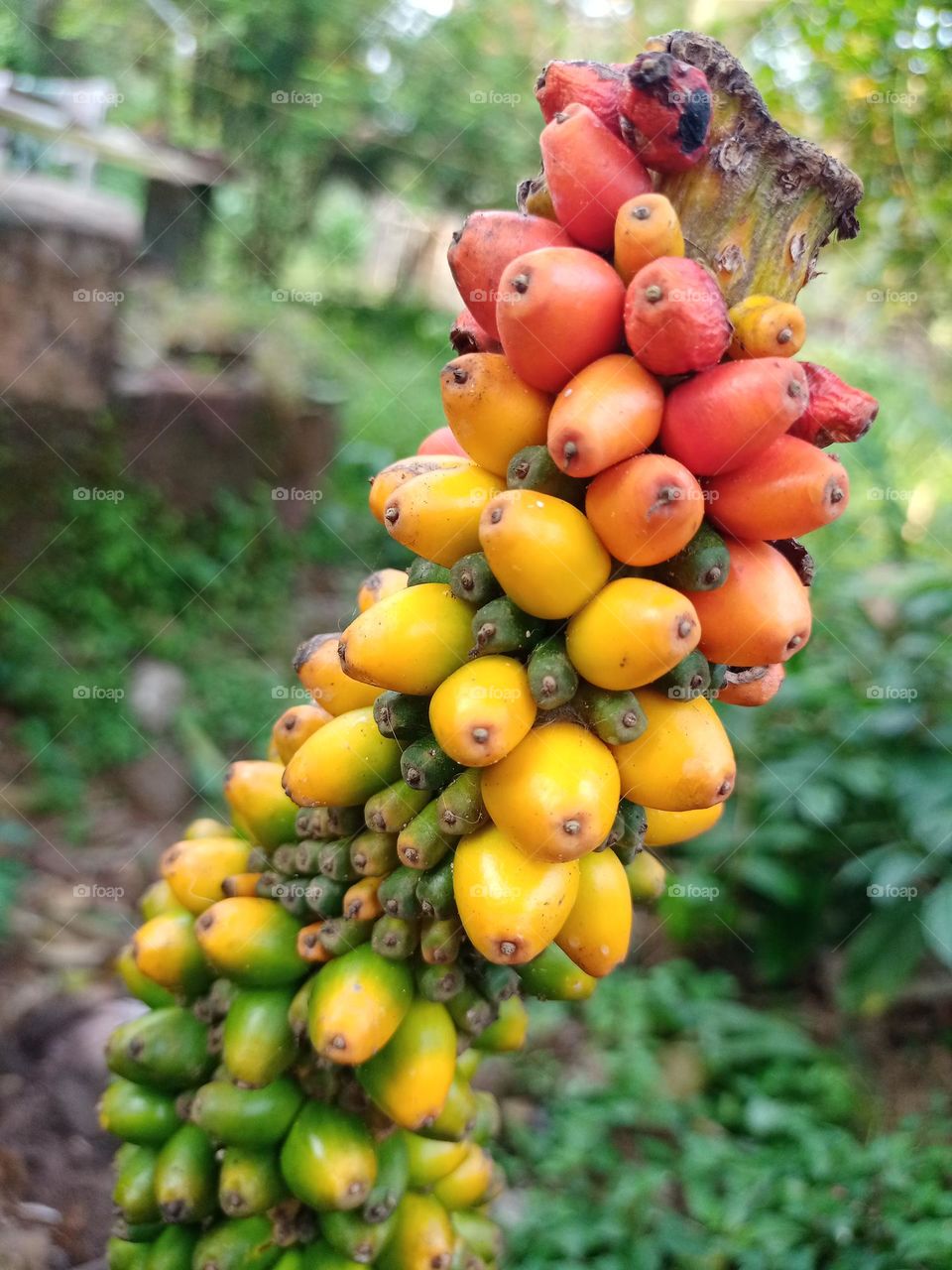 Ripe fruit Amorphophallus