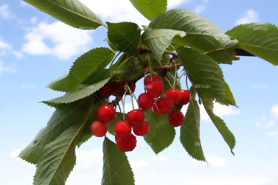 Red cherries in rain