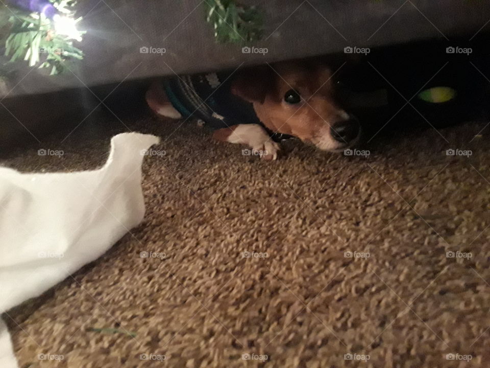 hiding puppy 2