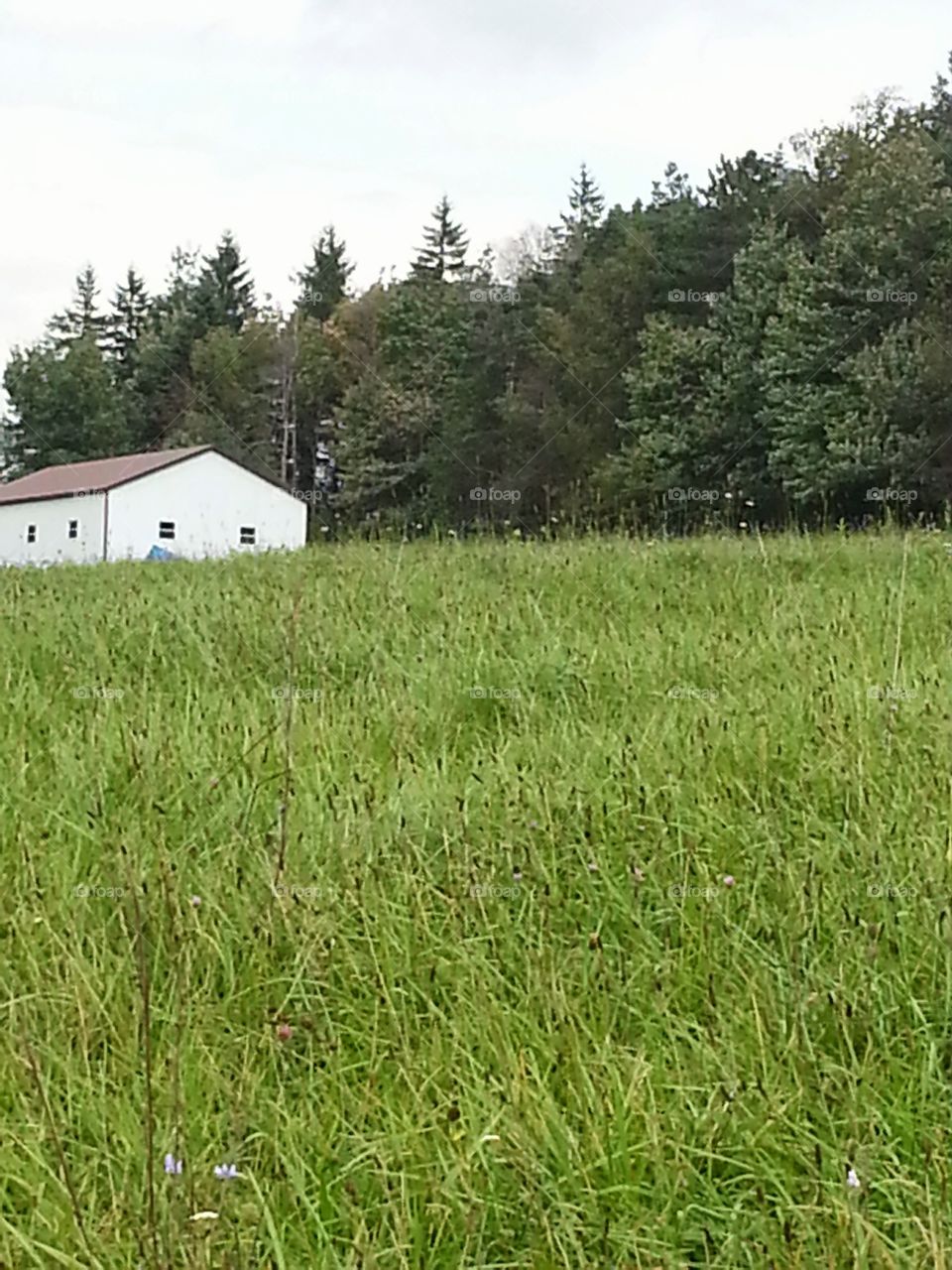 Hillside Homestead