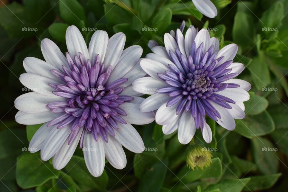Purple white flowers