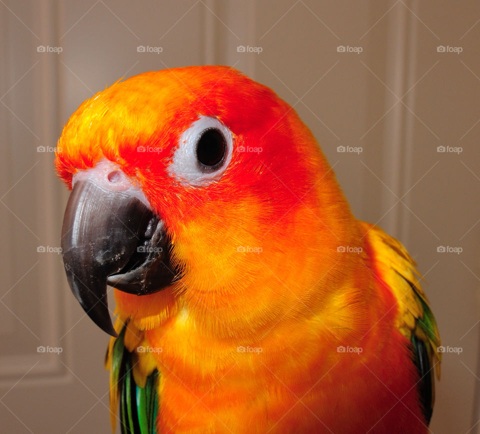 sun parrot conure sam by delvec