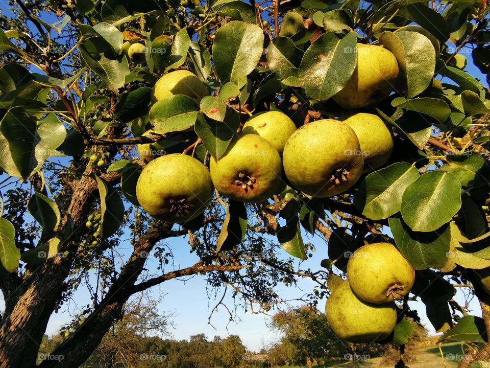Pears on the tree