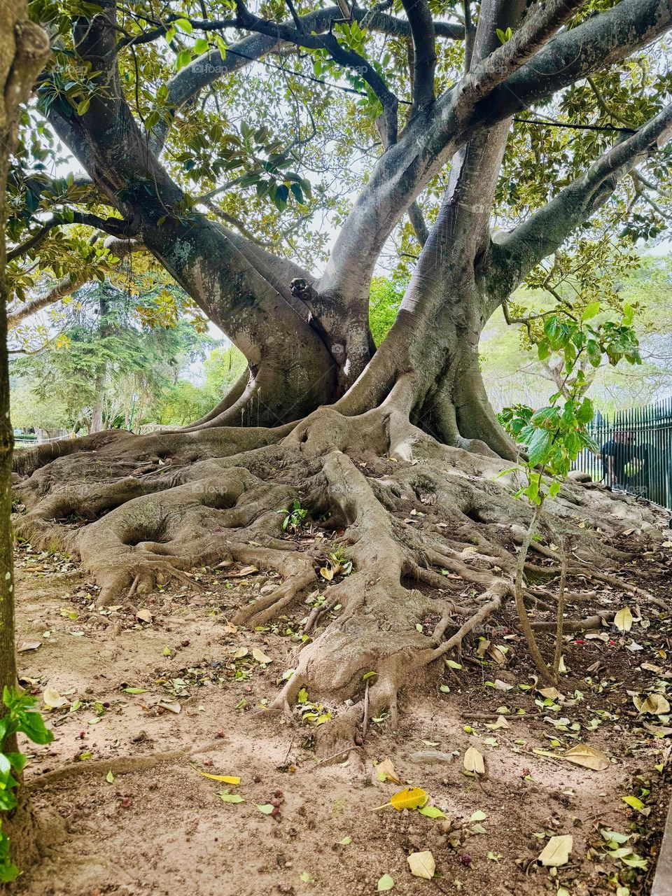 Morton Bay Fig Trees