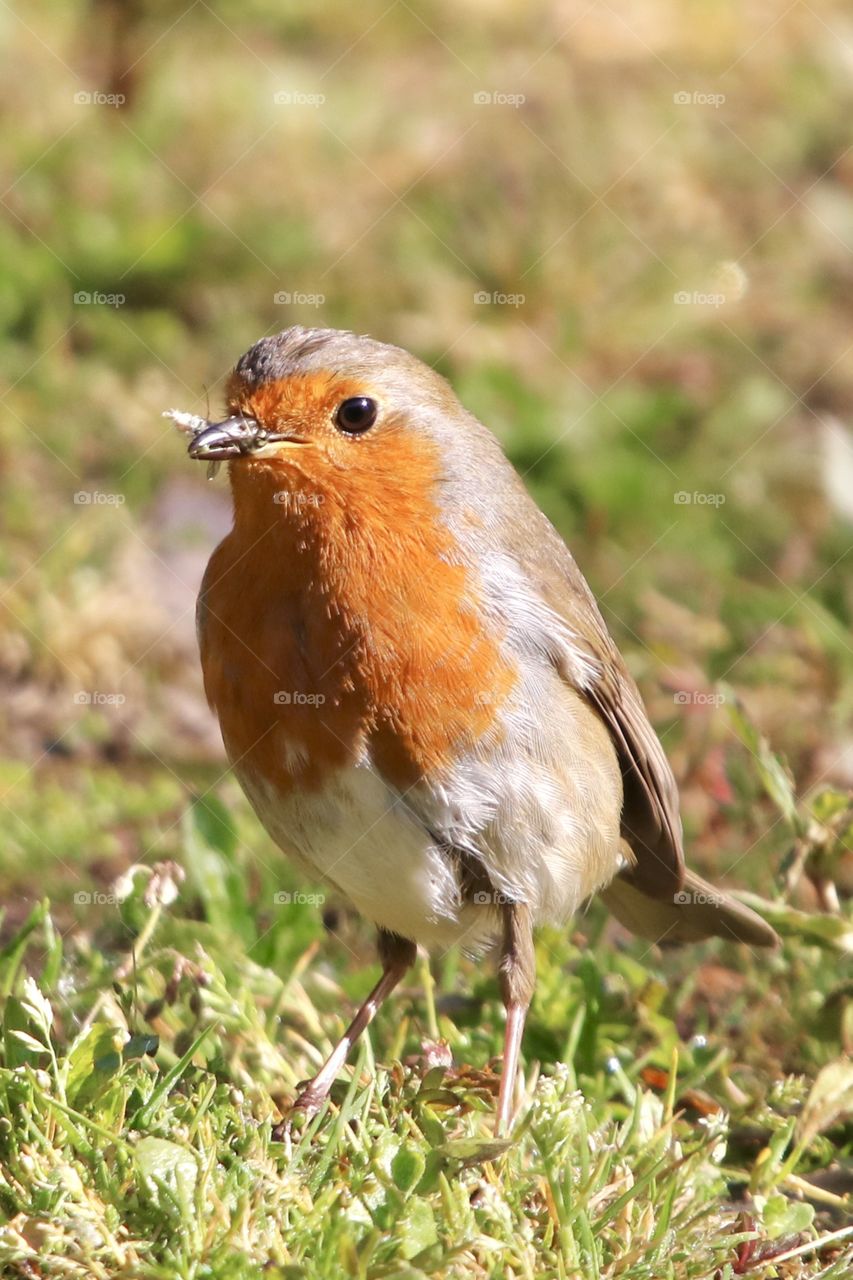 Robin