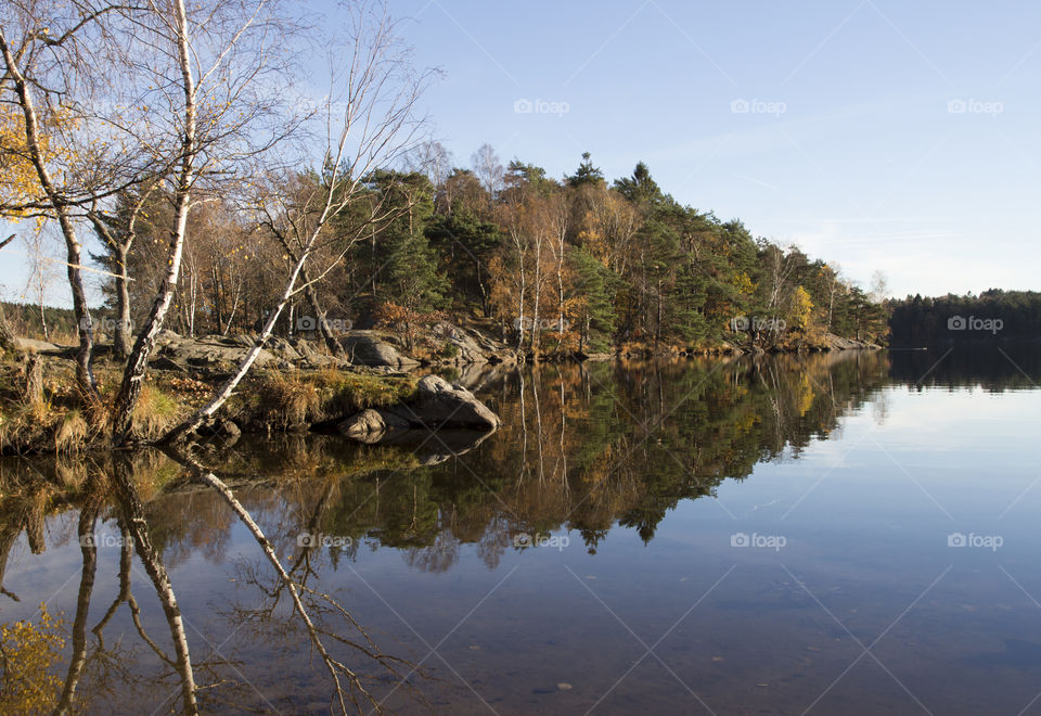 Forest reflections - autumn 