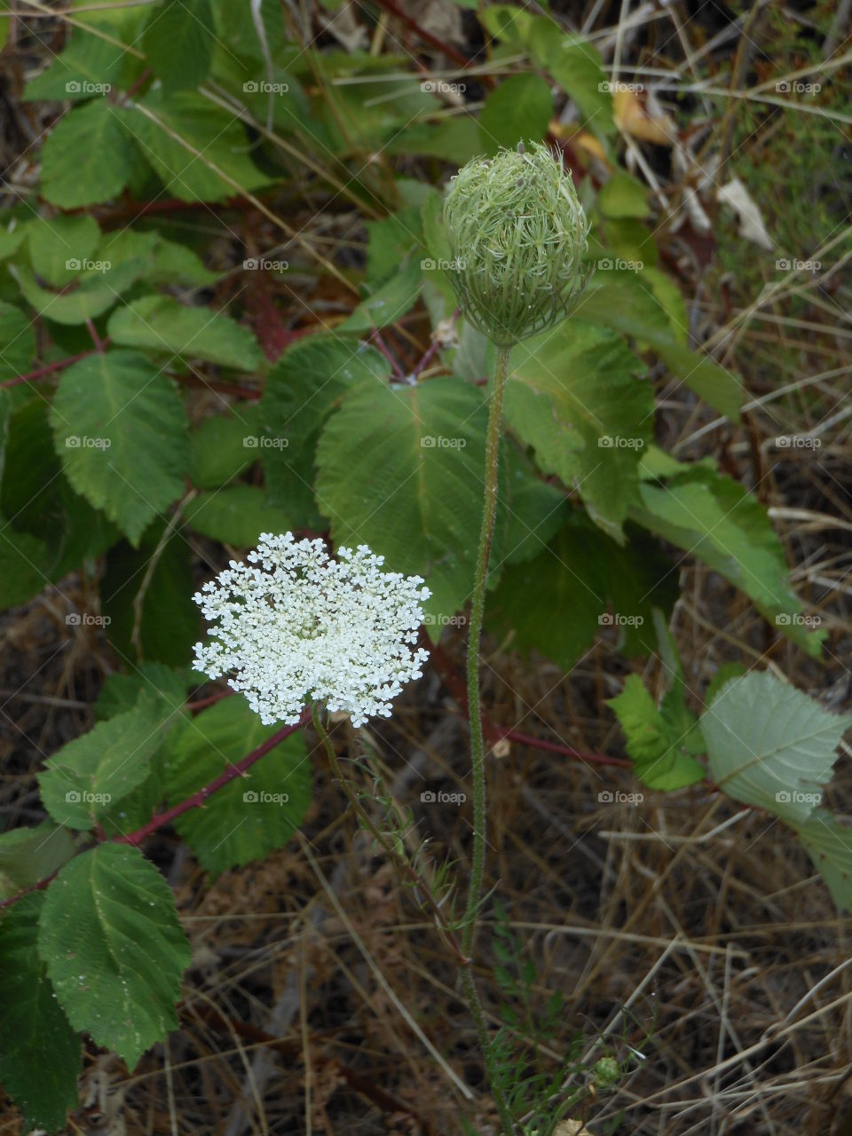 Close up forest flowers 