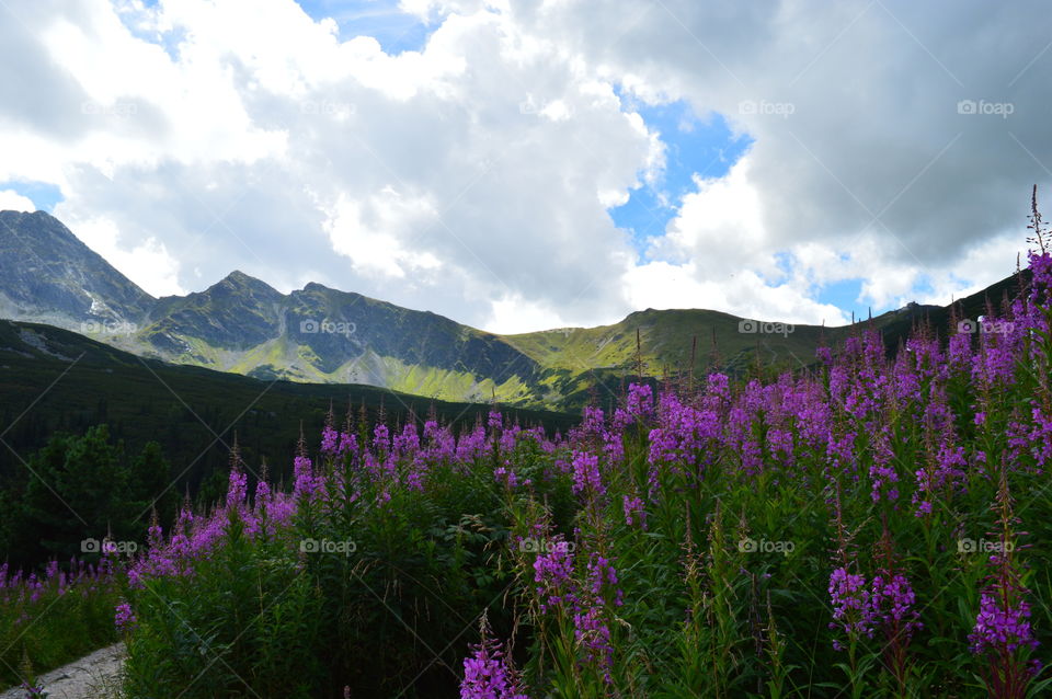 beautiful landscape with moumtains behind the flowers