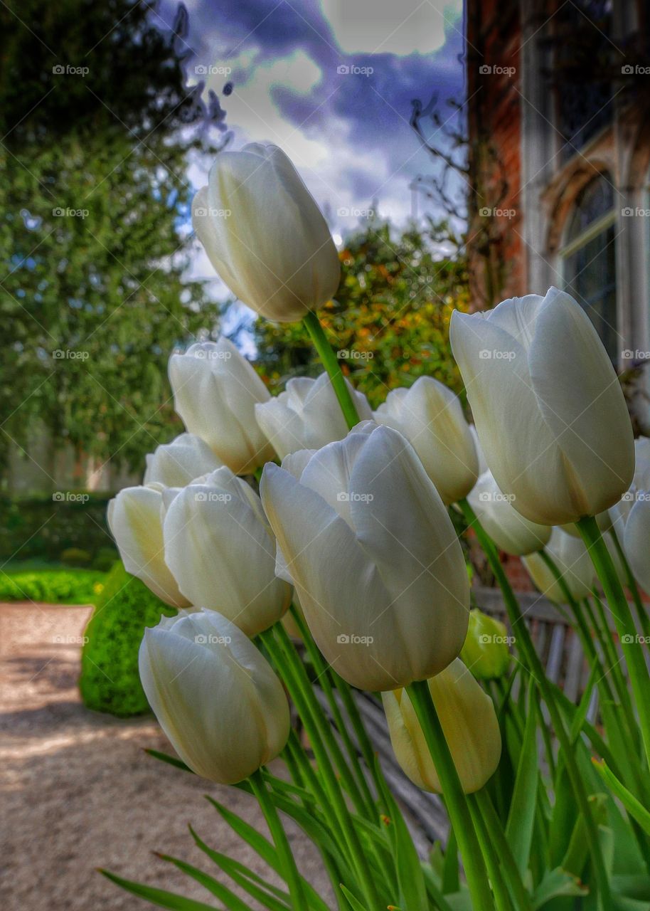 Tulips. Stately home