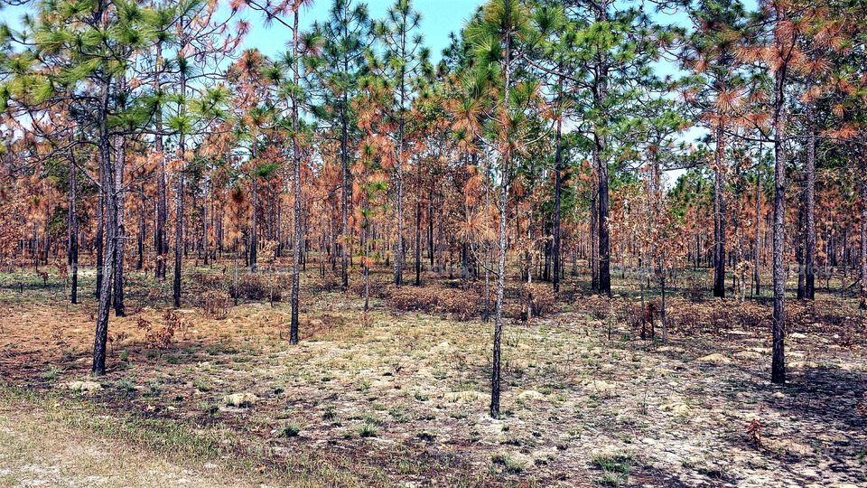 Forest After a Fire