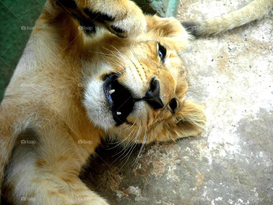 Lion Cub