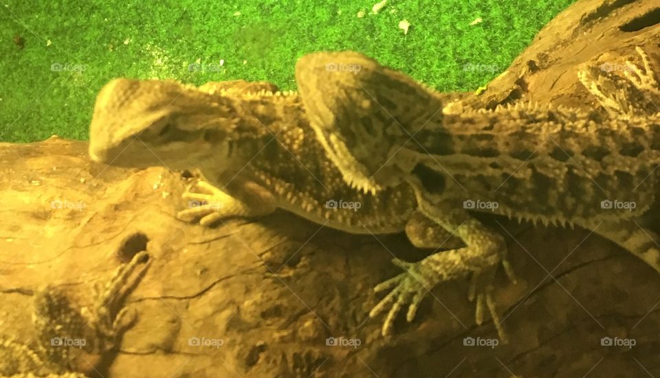 Bearded dragons basking under a heat lamp