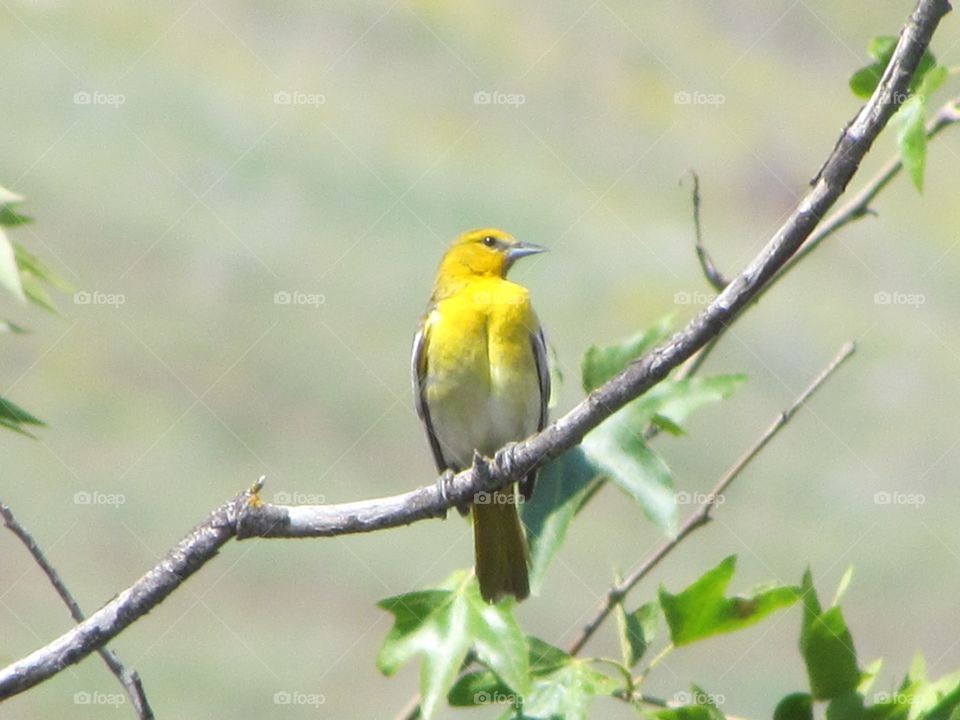 Yellow Breasted Tweeter. Central ca foothills