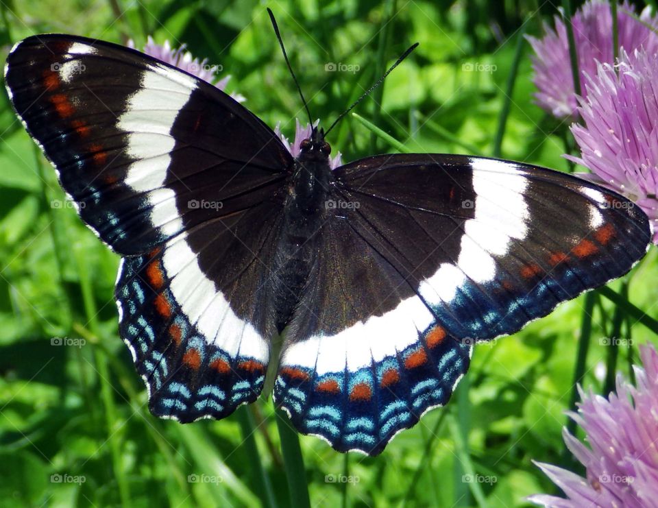 White Admiral butterfly with beautiful wings pattern feeding on nectar of common chive flowers in the herb garden