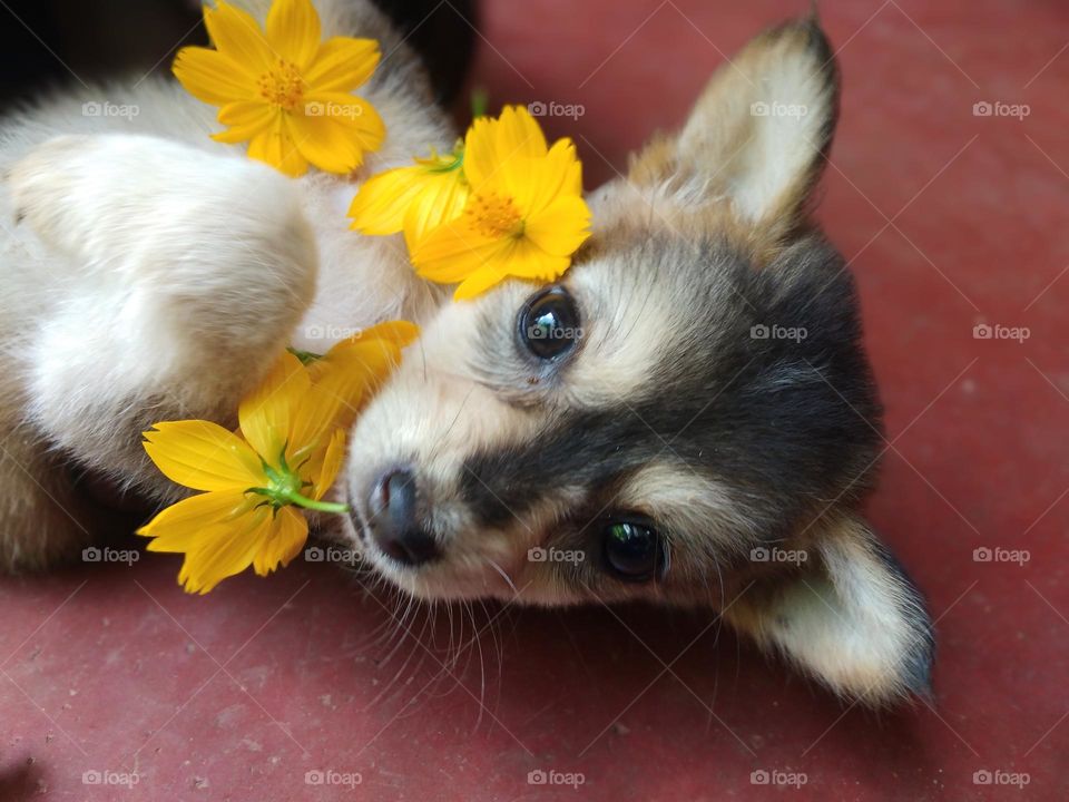 This is a cute puppy with orange colour eight petaled flowers. It is laying on the ground and playing with flowers . The dog is black and white coloured . It's eyes are so clear and one flower is on it's mouth.