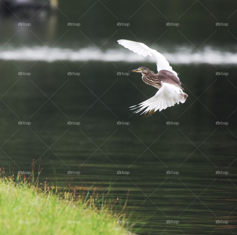 flying Egret