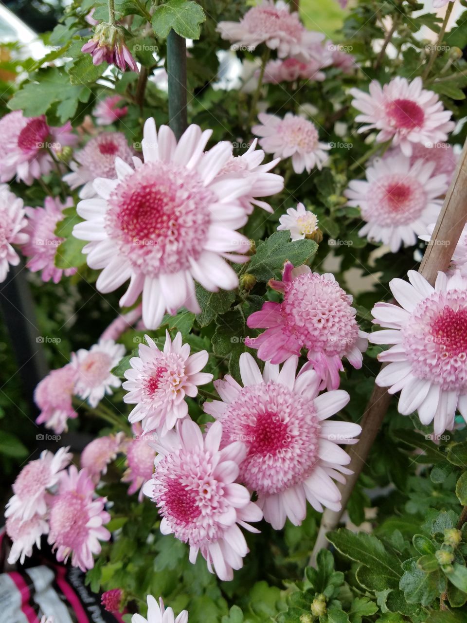 double pink chrysanthemums