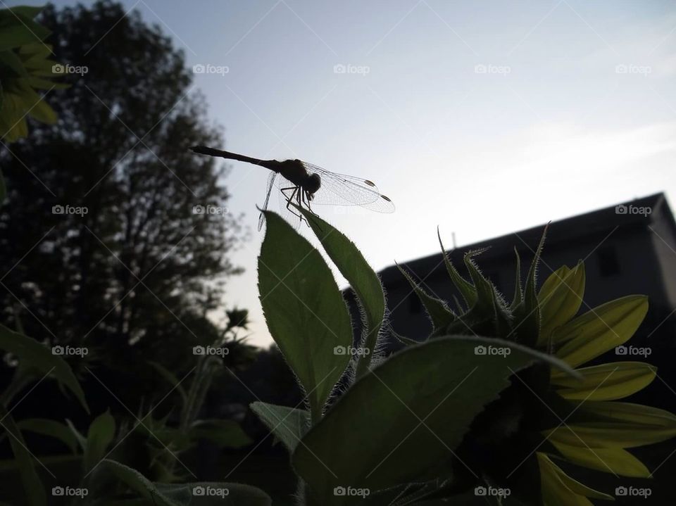 Sunflower with dragonfly