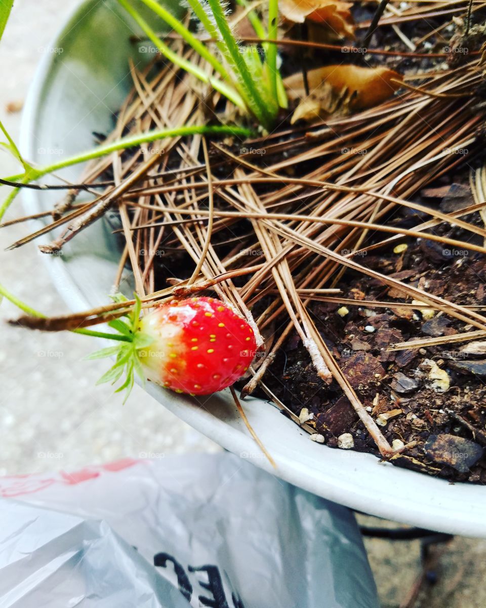 My First home grown strawberry