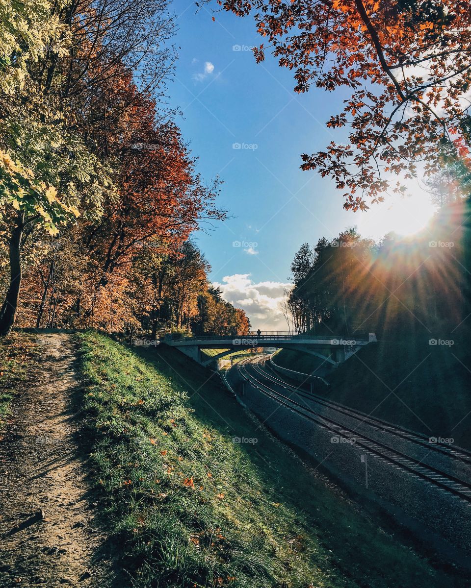 a
orange autumn