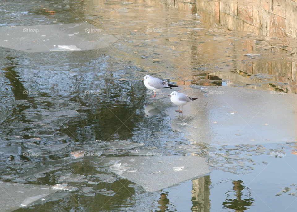 Two seagulls sitting on a very thin piece of ice with cold icy water that surrounds them. 