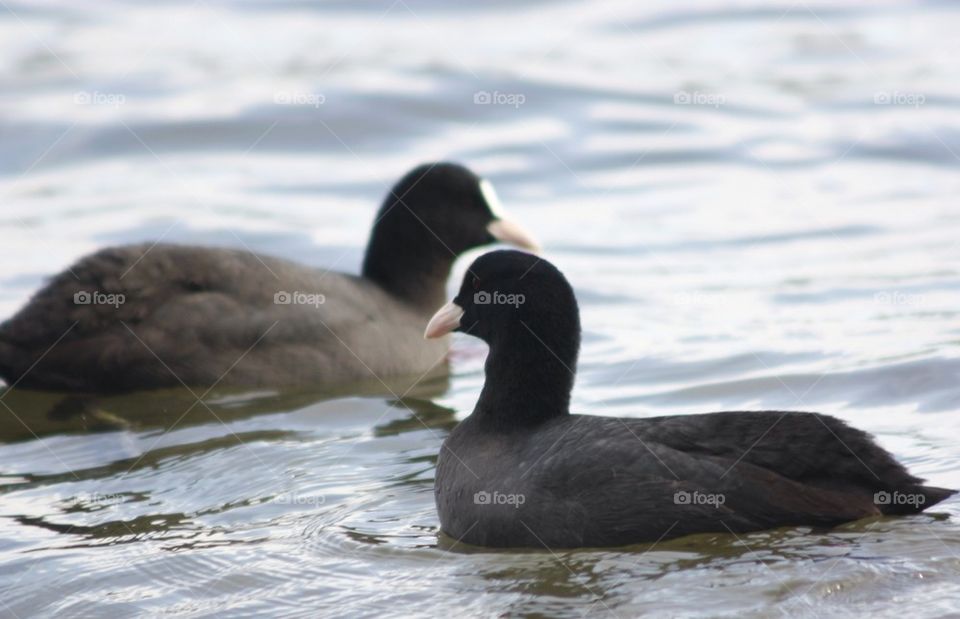 Coots swimming in the lake