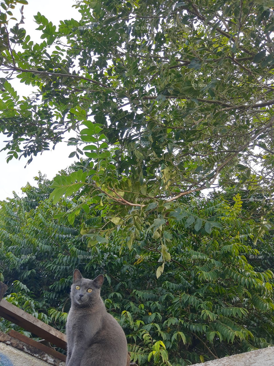 a cat with green leaves