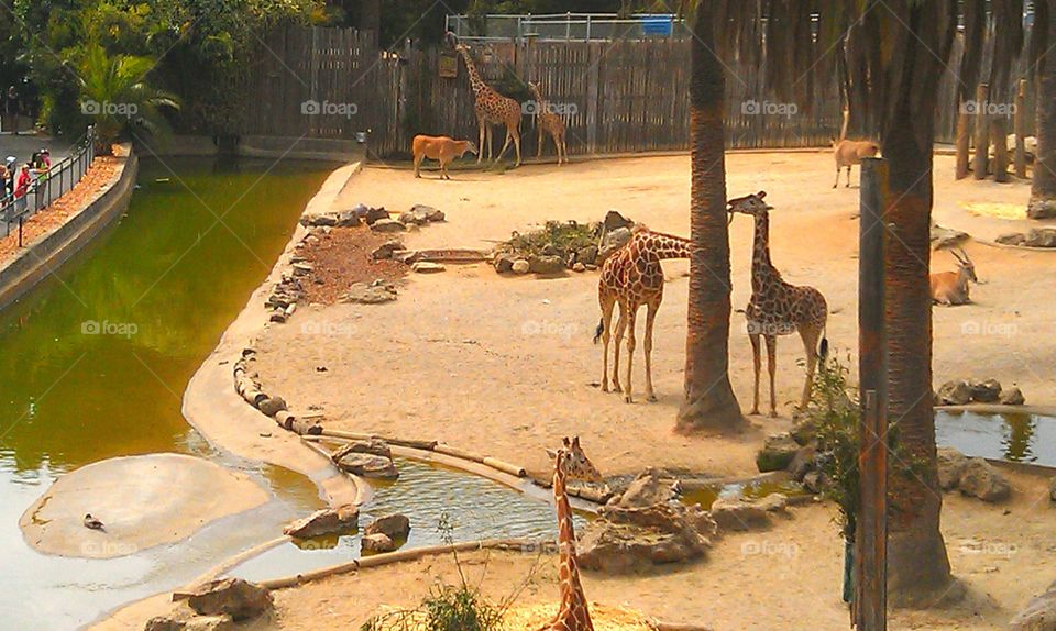 Giraffes at the zoo