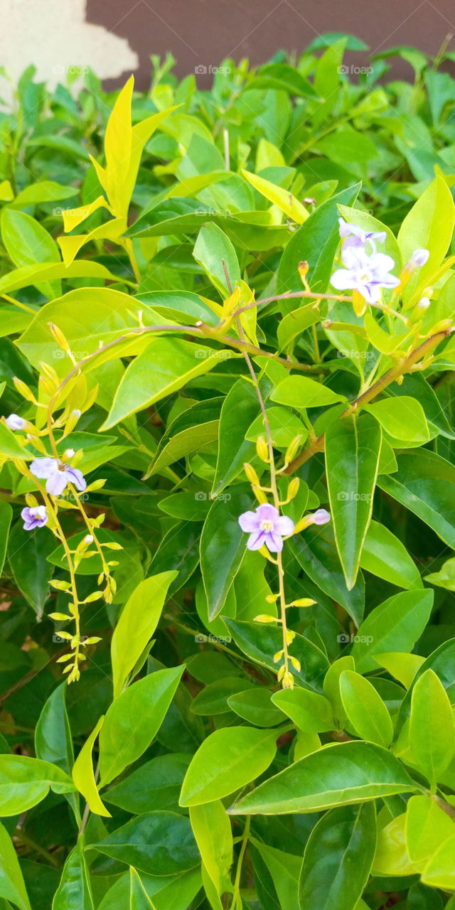 Vanillier de Cayenne