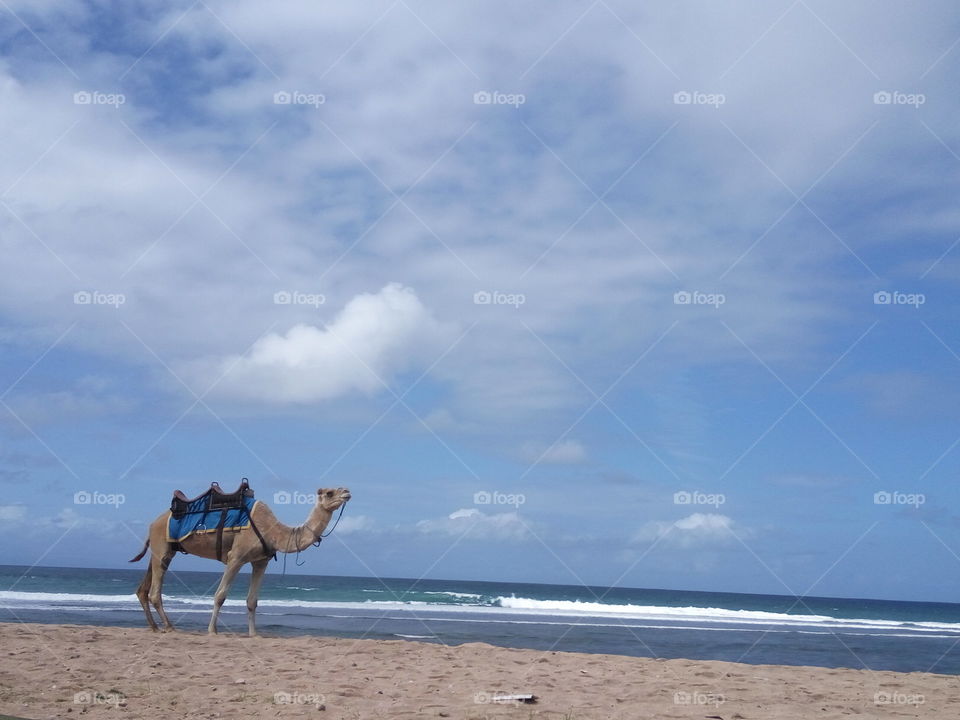 Camel at beach